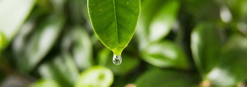 How an Ayurvedic Diet Can Keep You Healthy This Monsoon